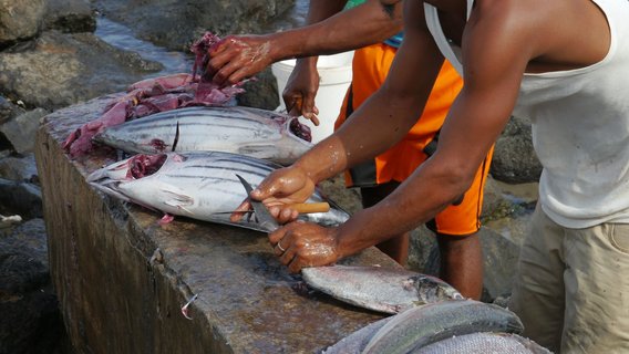 Menschen verarbeiten Fisch auf einer Steinmauer auf den Kapverden