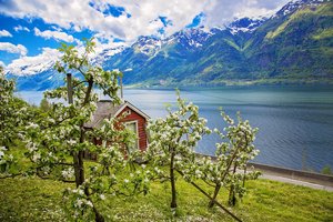 Im Vordergrund blühen Obstbäume vor einem roten Haus, dahinter erstreckt sich der von Bergen flankierte Hardangerfjord.