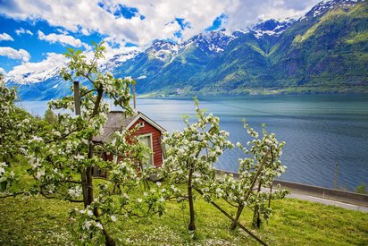 Der Hardangerfjord, der zweitlängste Fjord Norwegens Im Vordergrund blühen Obstbäume vor einem roten Haus, dahinter erstreckt sich der von Bergen flankierte Hardangerfjord.
