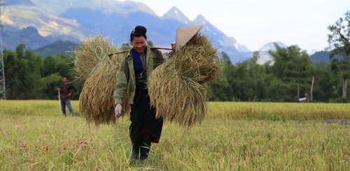 Frau trägt Ernte über das Feld in Vietnam.