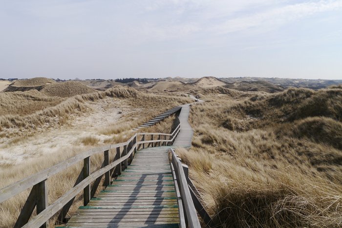 Ein Holzsteg führt durch die weite Dünenlandschaft auf Föhr