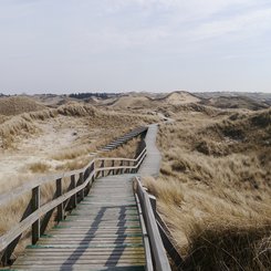 Ein Holzsteg führt durch die weite Dünenlandschaft auf Föhr