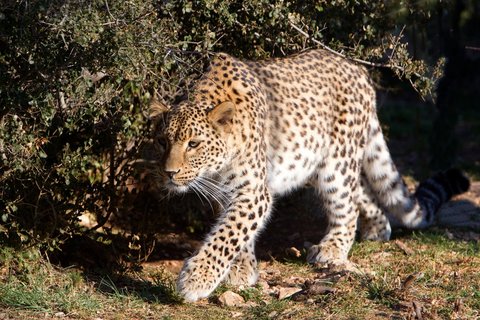 Ein kaukasischer Leopard