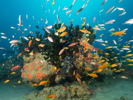 Viele kleine bunte Fische schwimmen vor einem Korallenriff