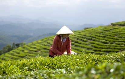 Traditionelle Teeernte in Vietnam Frau bei der traditionellen Teeernte auf den Bergen Vietnams.