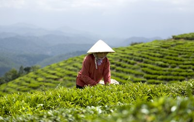 Frau bei der traditionellen Teeernte auf den Bergen Vietnams.