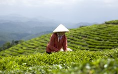 Traditionelle Teeernte in Vietnam Frau bei der traditionellen Teeernte auf den Bergen Vietnams.