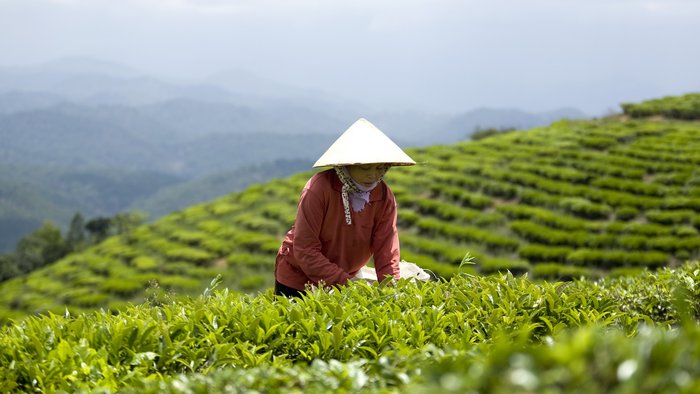 Frau bei der traditionellen Teeernte auf den Bergen Vietnams.
