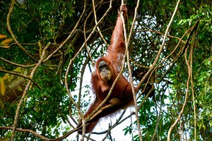 Ein Orang Utan schaukelt auf Lianen