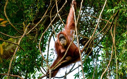Orang Utan im Leuser National Park in Indonesien Ein Orang Utan schaukelt auf Lianen