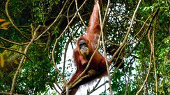 Ein Orang Utan schaukelt auf Lianen