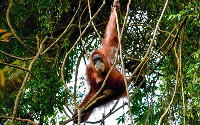 Ein Orang Utan schaukelt auf Lianen