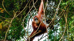 Ein Orang Utan schaukelt auf Lianen