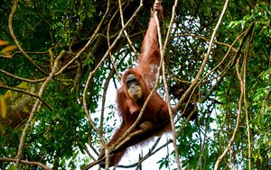 Orang Utan im Leuser National Park in Indonesien Ein Orang Utan schaukelt auf Lianen