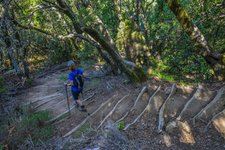 La Gomera – Trekking auf den Kanaren Wanderin wandert durch einen Wald auf La Gomera.