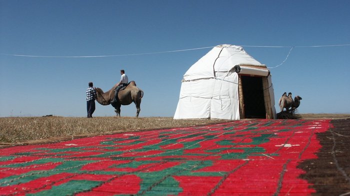 Zwei Kamele stehen an einer Jurte, vor der ein großer, roter Teppich auf der Wiese liegt