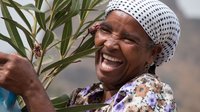Eine lachende, einheimische Frau trägt eine Oleanderpflanze
