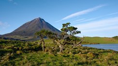 Im Vordergrund erstreckt sich eine Graslandschaft mit einem knarzigen Baum, im Hintergrund erhebt sich der Vulkan Pico auf der gleichnamigen Insel.