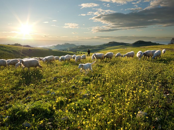 Ausblick auf die beeindruckende Berglandschaft, im Vordergrund sind Schafe auf einer Wiese zu sehen.