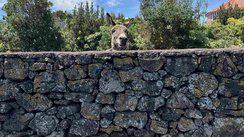 Über eine Natursteinmauer schaut ein Esel; man sieht nur seinen Kopf.
