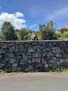 Über eine Natursteinmauer schaut ein Esel; man sieht nur seinen Kopf.