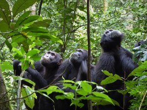 Schimpansen-Familie im Kibale Nationalpark von Uganda Schimpansen beobachten die Gegend vom Kibale Nationalpark