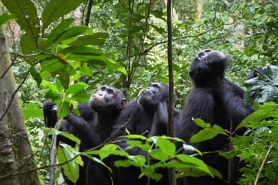 Schimpansen beobachten die Gegend vom Kibale Nationalpark 