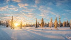 Das Foto zeigt eine Schneelandschaft mit Bäumen in Finnisch-Lappland bei Sonnenuntergang.