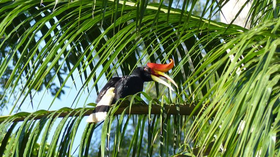 Ein bunter Tucan sitzt auf einer Palme im Dschungel Malaysias.