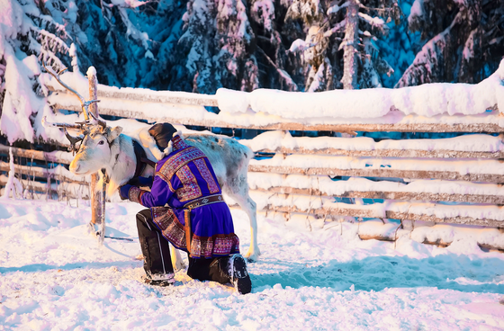 Im Schnee kniet ein Same in einer blauen, bestickten Jacke, den wir nur von hinten sehen, vor einem Rentier und überprüft das Geschirr des Tieres.