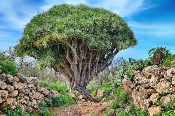 Ein Drachenbaum inmitten von Natur auf La Palma