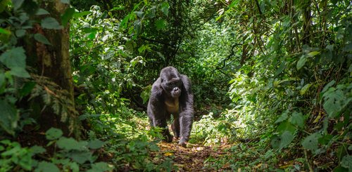 Gorilla im Bwindi Nationalpark in Uganda