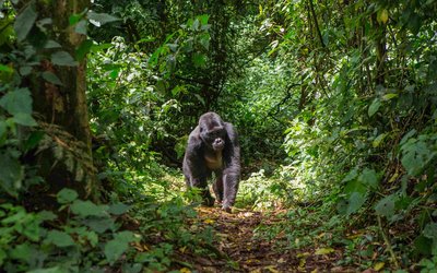 Gorilla im Bwindi Nationalpark in Uganda