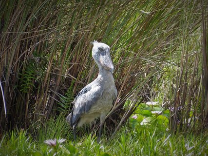 Großer grauer und seltener Vogel im grünen grasbewachsenen Wald