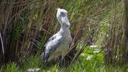 Großer grauer und seltener Vogel im grünen grasbewachsenen Wald