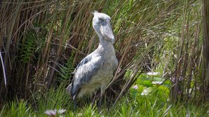 Großer grauer und seltener Vogel im grünen grasbewachsenen Wald