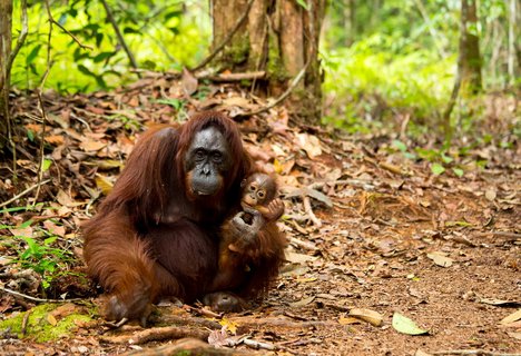 Eine Orang-Utan-Mutter sitzt auf dem Waldboden und hält ihr kleines Jungtier im Arm. Beide haben rötlich-braunes Fell. Blätter und Äste bedecken den Boden.