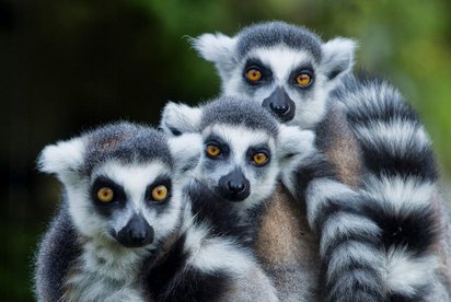 Lemuren in Madagaskar