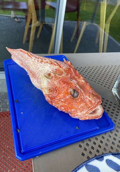 Ein Roter Skorpionfisch
