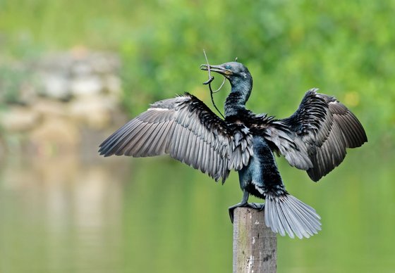 Kormoran, auch Seerabe genant Auf einem Holzpfahl in einer grünen Wasserfläche sitzt ein Kormoran mit ausgebreiteten Flügeln.