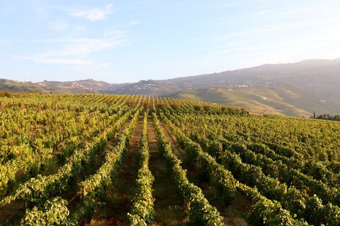 breite Ebene mit Weinfeldern