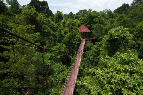 Eine Hängebrücke mitten im Regenwald Borneos.