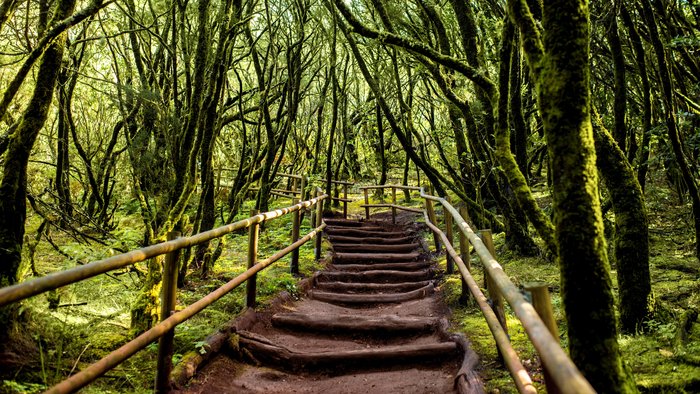 Ein Wanderweg führt zwischen Bäumen durch den Nationalpark