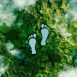 Wald aus de Vogelperspektive zeigt Seen in Form von zwei Füßen
