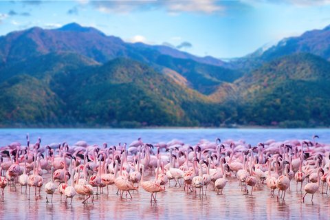 Eine Kolonie von Flamingos steht im Wasser des Lake Nakurus, welcher sich vor einem Bergpanorama erstreckt.