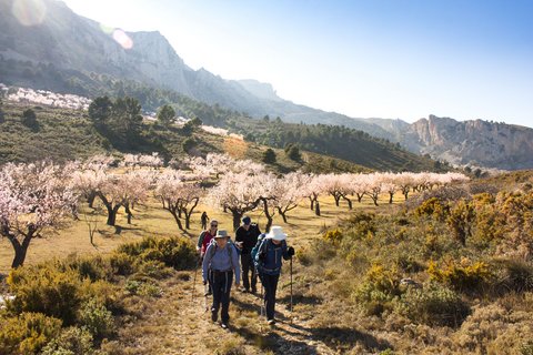 Wandergruppe laufen entlang der Mandelbäume 