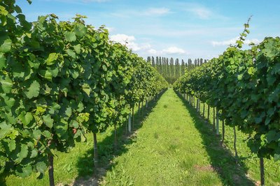 Weinberge in der Pfalz