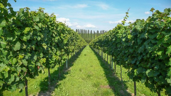 Weinberge in der Pfalz