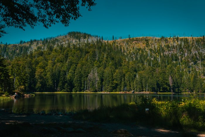 Blick auf den Rachelsee im Bayerischen Wald bei schönsten Sonnenschein