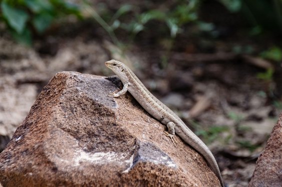 Ein Gecko auf einem Stein